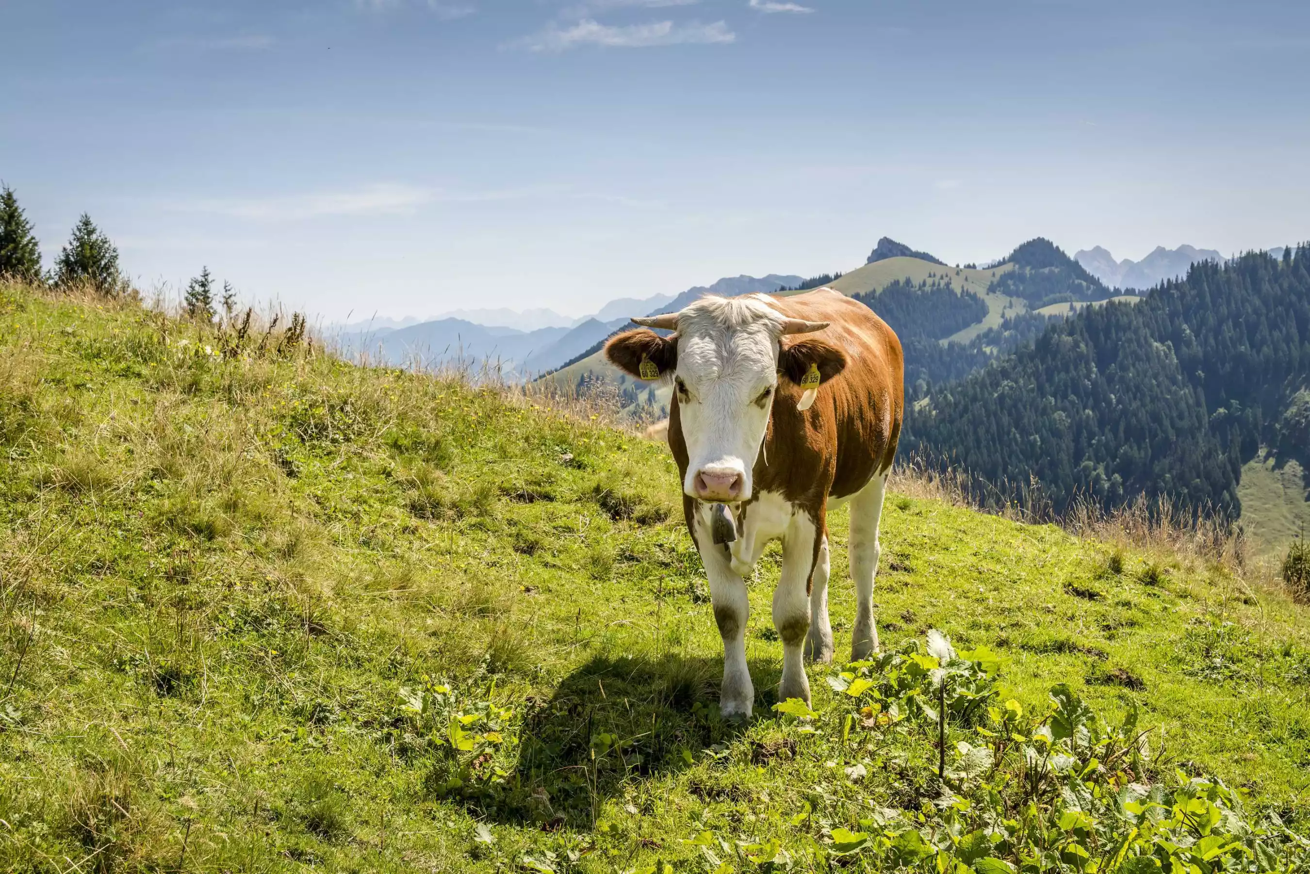 Philosophie der Bergbauern Voralpen